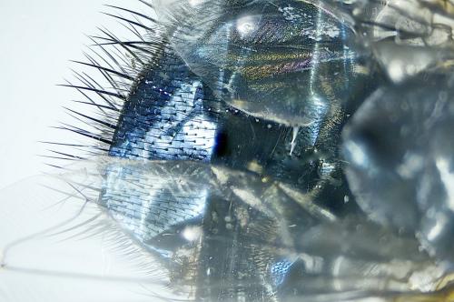 Calliphora vicina